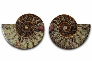 Cut & Polished, Agatized Ammonite Fossil - Madagascar #318103