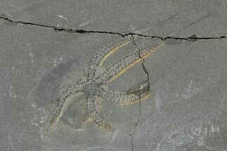 Ordovician Brittle Star (Ophiura) - Morocco #327184