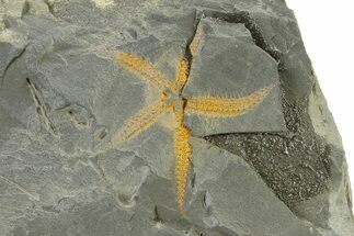 Ordovician Brittle Star (Ophiura) - Morocco #327187