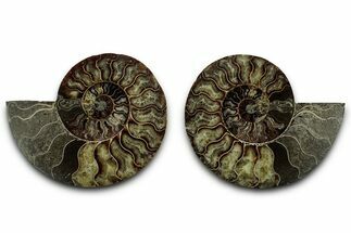 Cut & Polished, Agatized Ammonite Fossil - Madagascar #318038