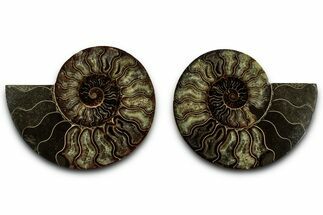 Cut & Polished, Agatized Ammonite Fossil - Madagascar #318040
