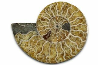 Cut & Polished Ammonite Fossil (Half) - Madagascar #318060