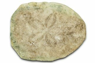 Eocene Fossil Sand Dollar (Eupatagus) - Florida #327225