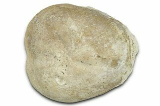 Cretaceous Echinoid (Micraster) Fossil - England #327228