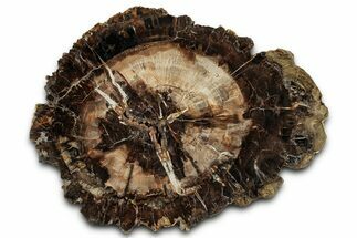 Beautiful Petrified Wood (Araucaria) Round - Madagascar #327328