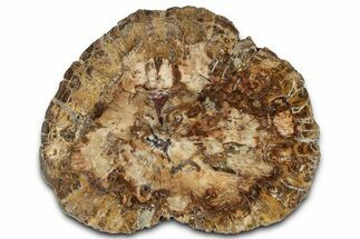 Beautiful Petrified Wood (Araucaria) Round - Madagascar #327329