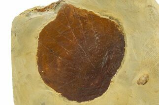 Fossil Leaf (Davidia) - Montana #327181