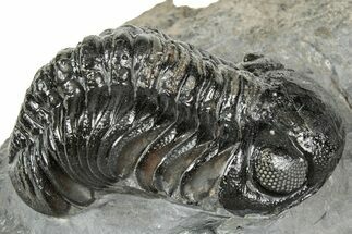 Detailed Austerops Trilobite - Ofaten, Morocco #327544