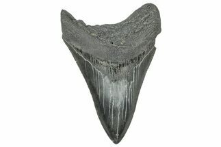 Serrated, Fossil Megalodon Tooth - South Carolina #327552