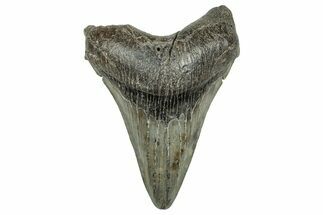 Fossil Megalodon Tooth - South Carolina #327558