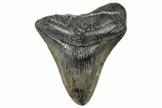 Fossil Megalodon Tooth - South Carolina #327570
