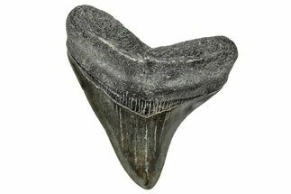 Fossil Megalodon Tooth - South Carolina #327571
