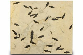 Fish Fossils For Sale