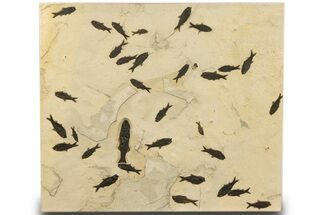 Stunning Natural Green River Fossil Fish Mural - Wyoming #327747
