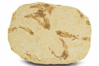 Fossil Fish (Knightia) Mortality Plate - Wyoming #327770