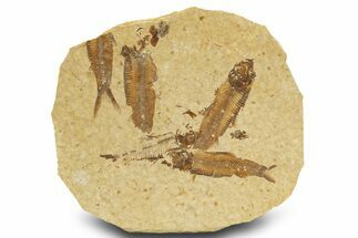 Fossil Fish (Knightia) Mortality Plate - Wyoming #327795