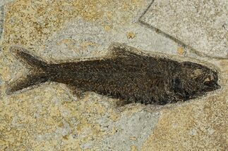 Detailed Fossil Fish (Knightia) - Wyoming #327806