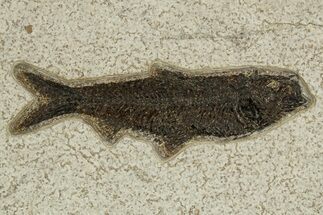 Detailed Fossil Fish (Knightia) - Wyoming #327807