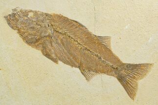 Uncommon Fish Fossil (Mioplosus) - Wyoming #327820