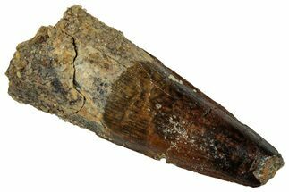 Fossil Spinosaurus Tooth - Real Dinosaur Tooth #327840