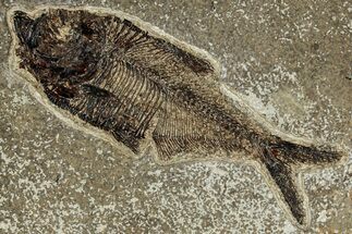 Detailed Fossil Fish (Diplomystus) - Wyoming #327846