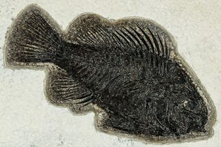 Detailed Fossil Fish (Cockerellites) - Wyoming #327873