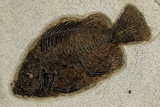 Detailed Fossil Fish (Cockerellites) - Wyoming #327940