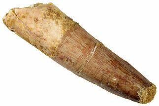 Fossil Spinosaurus Tooth - Real Dinosaur Tooth #327860
