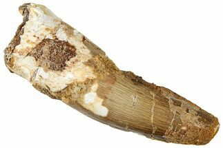 Fossil Spinosaurus Tooth - Real Dinosaur Tooth #327881