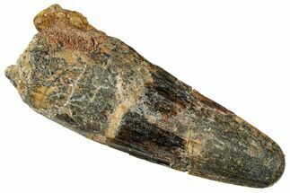 Fossil Spinosaurus Tooth - Real Dinosaur Tooth #327892