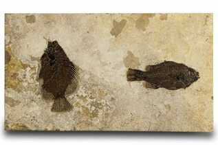 Premium Specimens For Sale