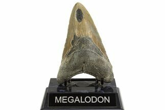 Fossil Megalodon Tooth - North Carolina #328101