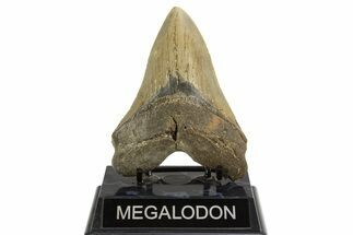 Serrated, Fossil Megalodon Tooth - North Carolina #328103
