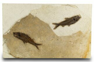 Plate of Two Large Fossil Fish (Knightia) - Wyoming #328086