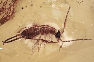 Excellent Fossil Earwig (Dermaptera) In Baltic Amber - Rare Inclusion #328109