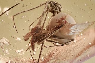 Large Fossil Assassin Spider (Archaeidae) In Baltic Amber - Rare! #328115