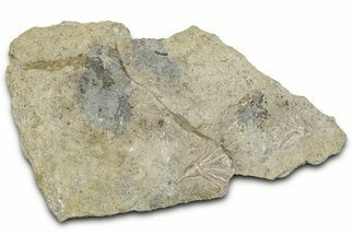 Two Fossil Crinoids (Dichocrinus multiplex) - Gilmore City, Iowa #327297