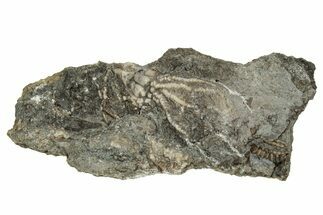 Fossil Crinoid (Dichocrinus) Crown - Gilmore City, Iowa #327304