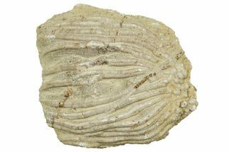Fossil Crinoid (Eretmocrinus) Crown - Gilmore City, Iowa #327308