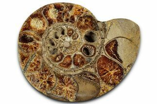 Cut and Polished Ammonite Fossil (Half) - Madagascar #328078