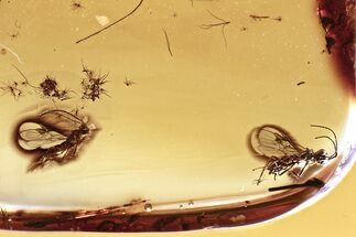 Two Detailed Fossil Wasps (Braconidae) In Baltic Amber #328126