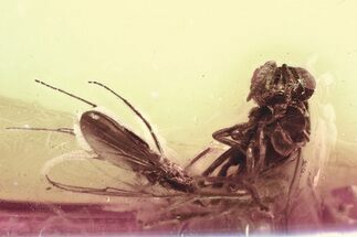 Fossil Parasitic Wasp and Dark-Winged Fungus Gnat In Baltic Amber #328129