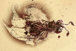 Detailed Fossil Parasitoid Wasp (Scelionidae) in Baltic Amber #328132