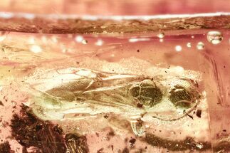 Detailed Fossil Wasp (Bethylidae) In Baltic Amber #328138