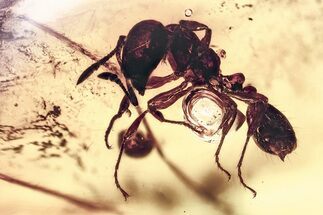 Detailed Fossil Ant (Monomorium) In Baltic Amber #328144