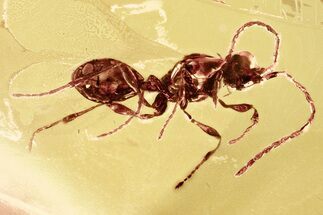 Detailed Fossil Parasitoid Wasp and Bark Beetle in Baltic Amber #328145