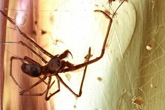 Fossil Marsh Beetle, Fly Larva, and Assassin Spider in Baltic Amber #328160