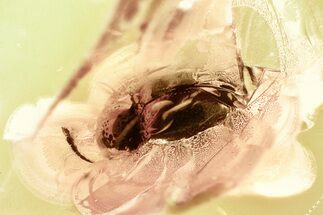 Detailed Fossil Carrion Beetle (Cholevinae) in Baltic Amber #328164