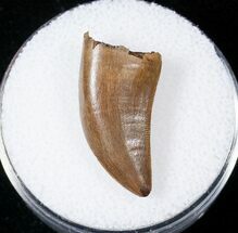 Well Serrated Tyrannosaur Tooth - Montana #17612