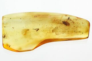 Detailed Fossil Thrip, Marsh Beetle, and Wasp In Baltic Amber #328158